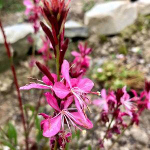 Geyser Pink Gaura