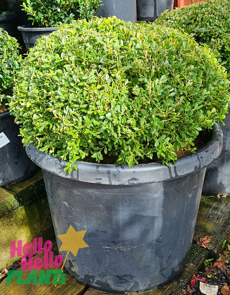 Buxus 'Korean Box' Topiary Ball 20" Pot - Image 3