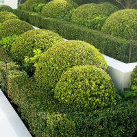 Buxus 'Korean Box' Topiary Ball 16" Pots are arranged neatly in a landscaped garden with white borders.