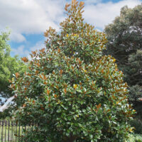 Hello Hello Plants Magnolia Exmouth copy