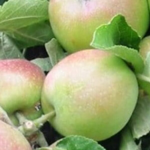 Malus coloumnar apple polka pbr fruit