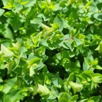 Origanum Dingle Fairy Foliage