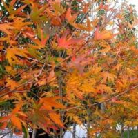 The Platanus 'Autumn Glory' Plane Tree 45L features dense branches with vibrant orange, yellow, and red autumn leaves. Its rich foliage creates a stunning display, obscuring much of the background.