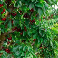 A Prunus 'Stella' Cherry tree, boasting clusters of red cherries and green leaves, stands in a field, surrounded by similar trees in the background, all flourishing from their 13" pots.