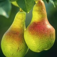 Pyrus communis Baby Face Pear