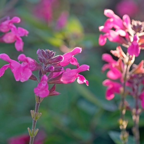 Close-up of vibrant pink Salvia 'Lancelot' flowers in an 8" pot, surrounded by blurred green foliage and bathed in gentle natural sunlight.