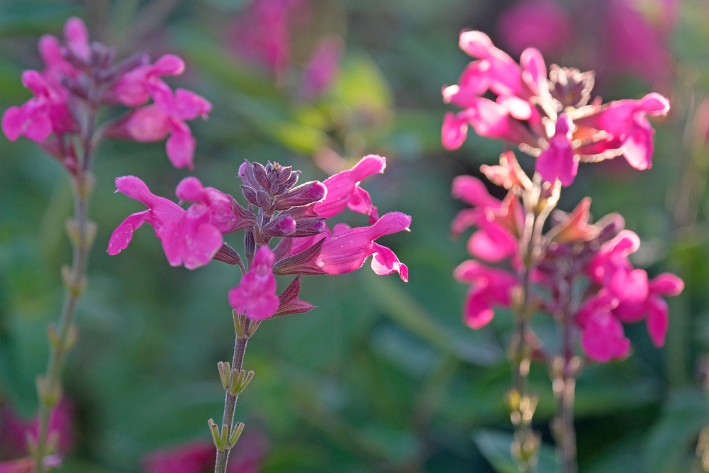 Close-up of vibrant pink Salvia 'Lancelot' flowers in an 8" pot, surrounded by blurred green foliage and bathed in gentle natural sunlight.