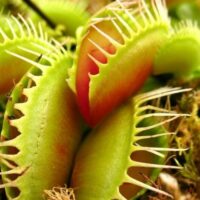 Close-up of Venus Flytraps 3" Pot, featuring striking green and red spiky-edged traps surrounded by moss and lush foliage.