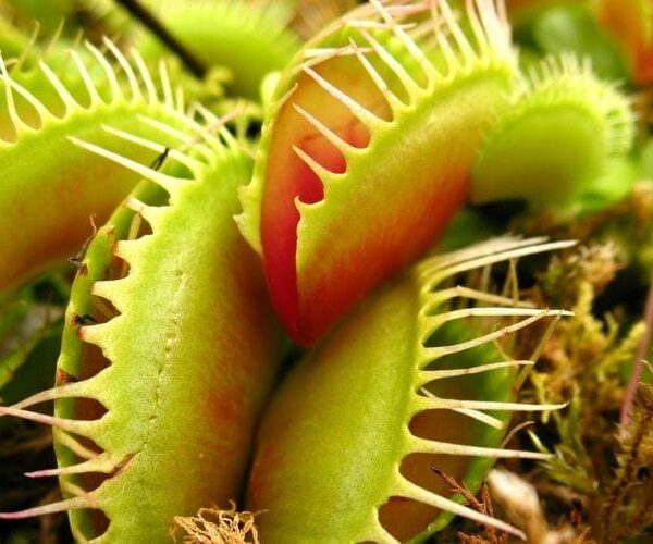 Close-up of Venus Flytraps 3" Pot, featuring striking green and red spiky-edged traps surrounded by moss and lush foliage.