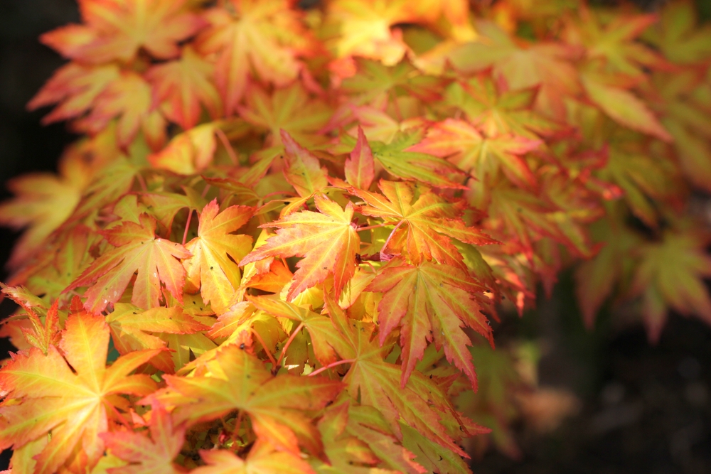 Acer 'Orange Dream' Japanese Maple leaves shift from green to vibrant yellow, orange, and red hues, signalling the arrival of autumn.