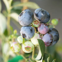 Close-up of a Vaccinium 'Biloxi' Blueberry in a 6" pot, showing clusters of berries at different ripening stages, from green to blue.