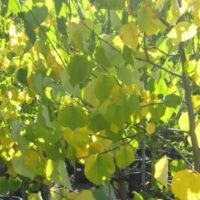 Sunlight filters through green and yellow heart-shaped leaves of Cercis 'Golden Leaf' Eastern Redbud trees in 16" pots.