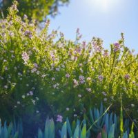 A bush with small pink flowers and green foliage is bathed in sunlight under a clear blue sky, flanked by an Olea 'Kalamata' Olive (Espaliered) 10″ Pot thriving in its 10″ pot.