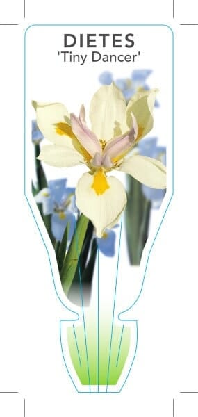 dietes white tiger label