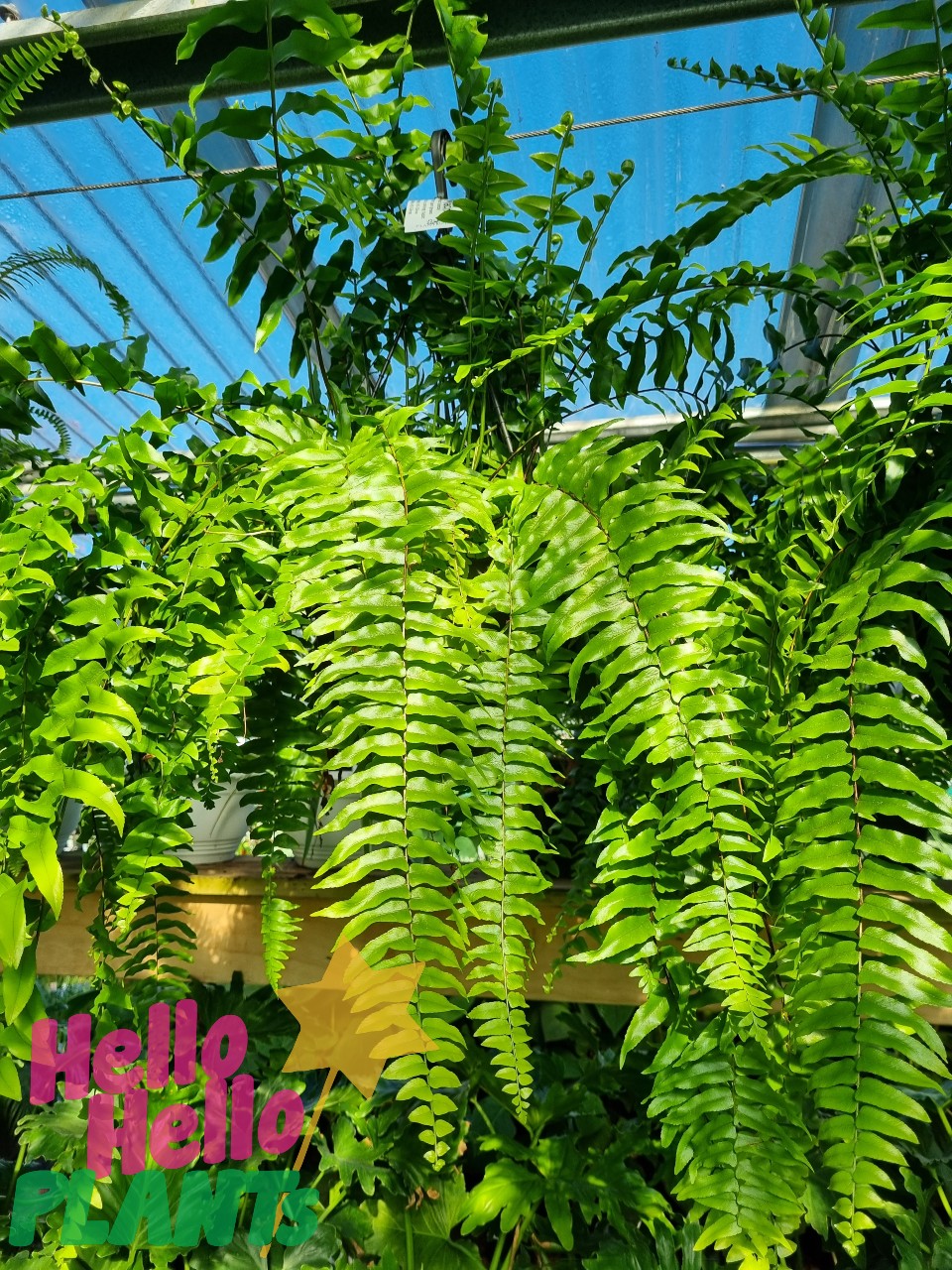 Nephrolepis 'Boston Fern' 8" (Hanging Basket) - Image 3