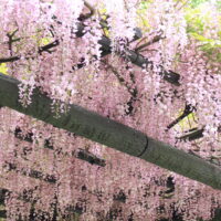 Wisteria floribunda 'Rosea' (Pink) in a 10" pot produces clusters of pink blooms that cascade down, forming a dense floral canopy ideal for pergolas.