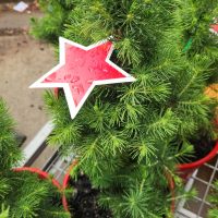 A red star-shaped tag tops a small potted Acer 'Orange Dream' Japanese Maple, surrounded by similar evergreen plants.