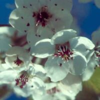 pyrus calleryana burgundy snow ornamental pear flowers