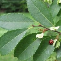 A red and black spotted ladybug sits on a green leaf of the Umus 'Reflection' PBR Chinese Elm 45L, nestled among a cluster of leaves and small pale green seeds.