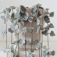 A potted Cotyledon pendens plant, perfect for a 6-inch hanging basket, features long, trailing stems and heart-shaped leaves in a variegated pattern of green and white.