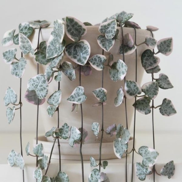 A potted Cotyledon pendens plant, perfect for a 6-inch hanging basket, features long, trailing stems and heart-shaped leaves in a variegated pattern of green and white.