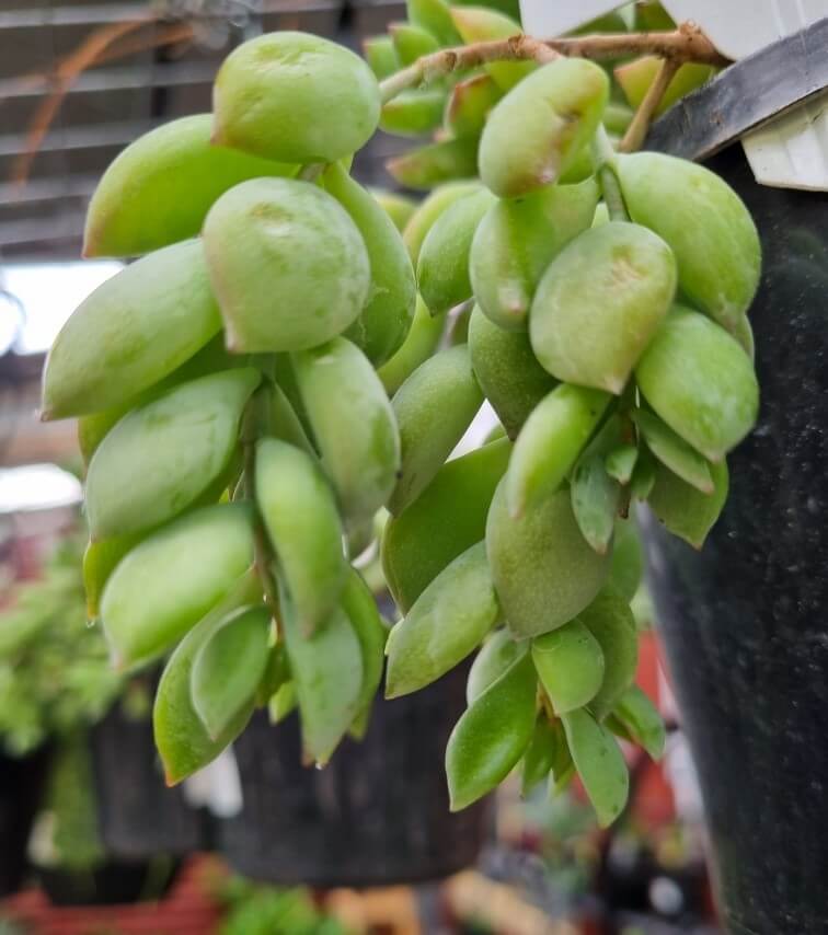 Cotyledon pendens 6" (Hanging Basket) - Image 4