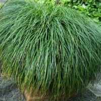 A dense, bushy clump of long, thin green Liriope 'Emerald Cascade' PBR grass overflows from a 6" pot, set against a backdrop of gravel and leafy plants.