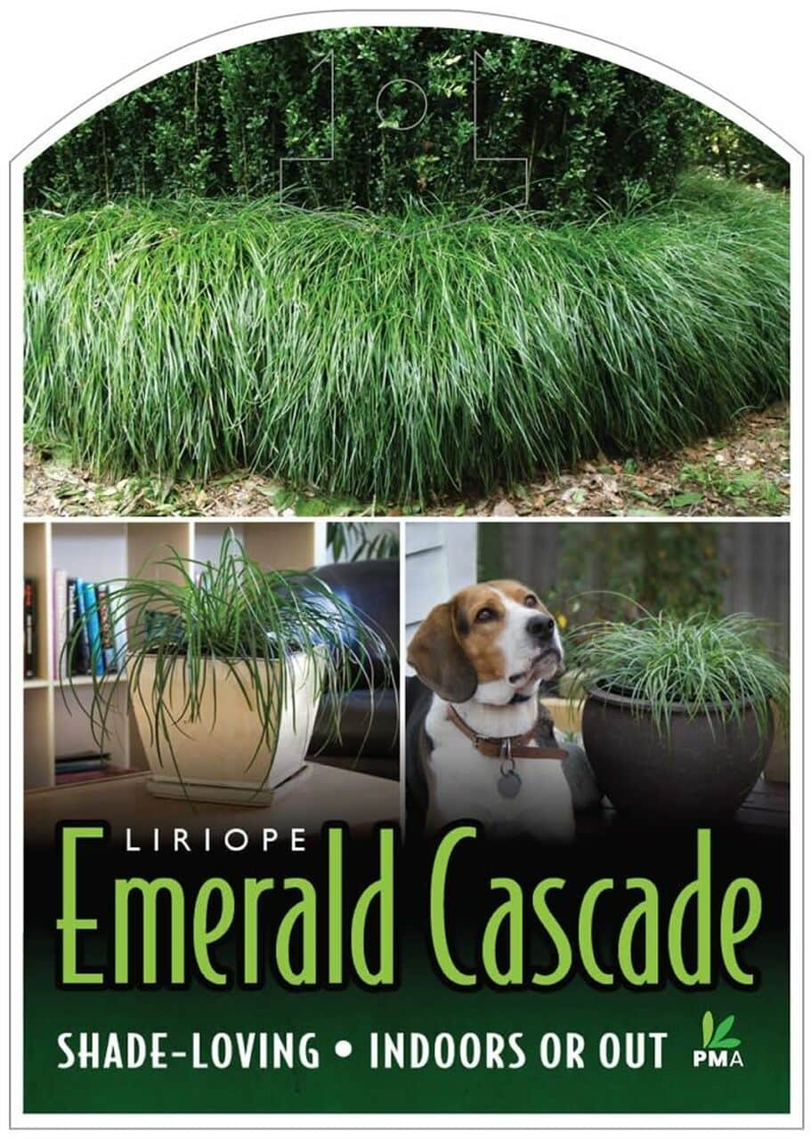 Liriope 'Emerald Cascade' PBR 6" Pot - Image 2