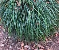 Liriope 'Emerald Cascade' PBR 6" Pot - Image 3