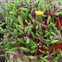 Othonna 'Ruby Necklace' 6" (Hanging Basket) features elongated green leaves on thin red stems with yellow flowers—ideal for hanging display.