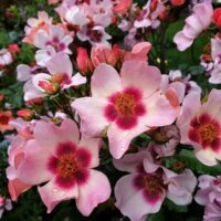 Close-up of Rosa 'Smiling Eyes' Bush Form, showcasing pale pink blooms with dark pink centers and yellow stamens, sparkling with water droplets and growing densely in a colorful garden.
