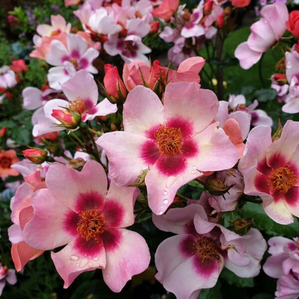 Close-up of Rosa 'Smiling Eyes' Bush Form, showcasing pale pink blooms with dark pink centers and yellow stamens, sparkling with water droplets and growing densely in a colorful garden.