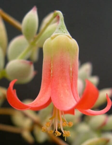 Cotyledon pendens 6" (Hanging Basket) - Image 2