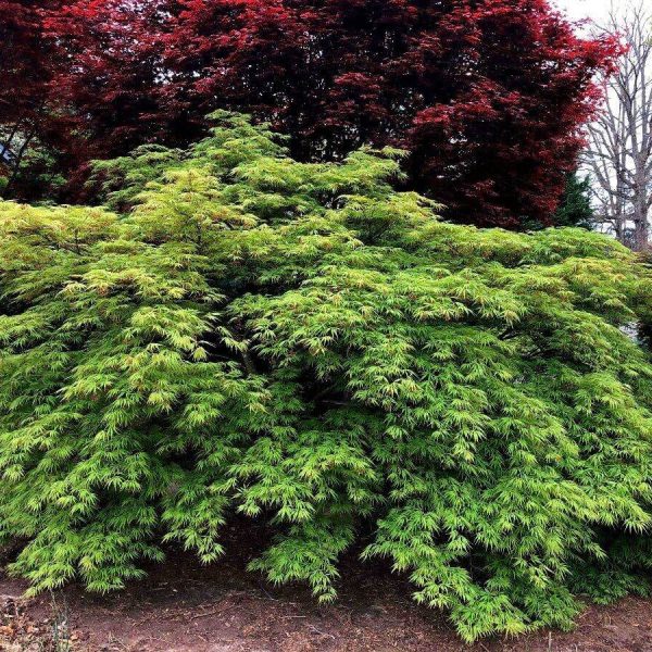 A thriving green bush with fine-textured leaves sits in a garden, flanked by taller Acer platanoides 'Columnare' Norway Maples with darker, red-tinted leaves in the background.