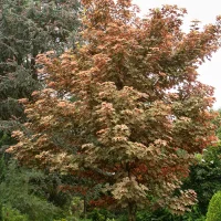 A Norway Maple, specifically an Acer platanoides 'Columnare' Norway Maple, with reddish-brown leaves stands in a lush green garden, surrounded by various shrubs and plants.