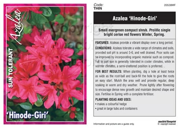 Azalea 'Hinode Giri' - Image 2