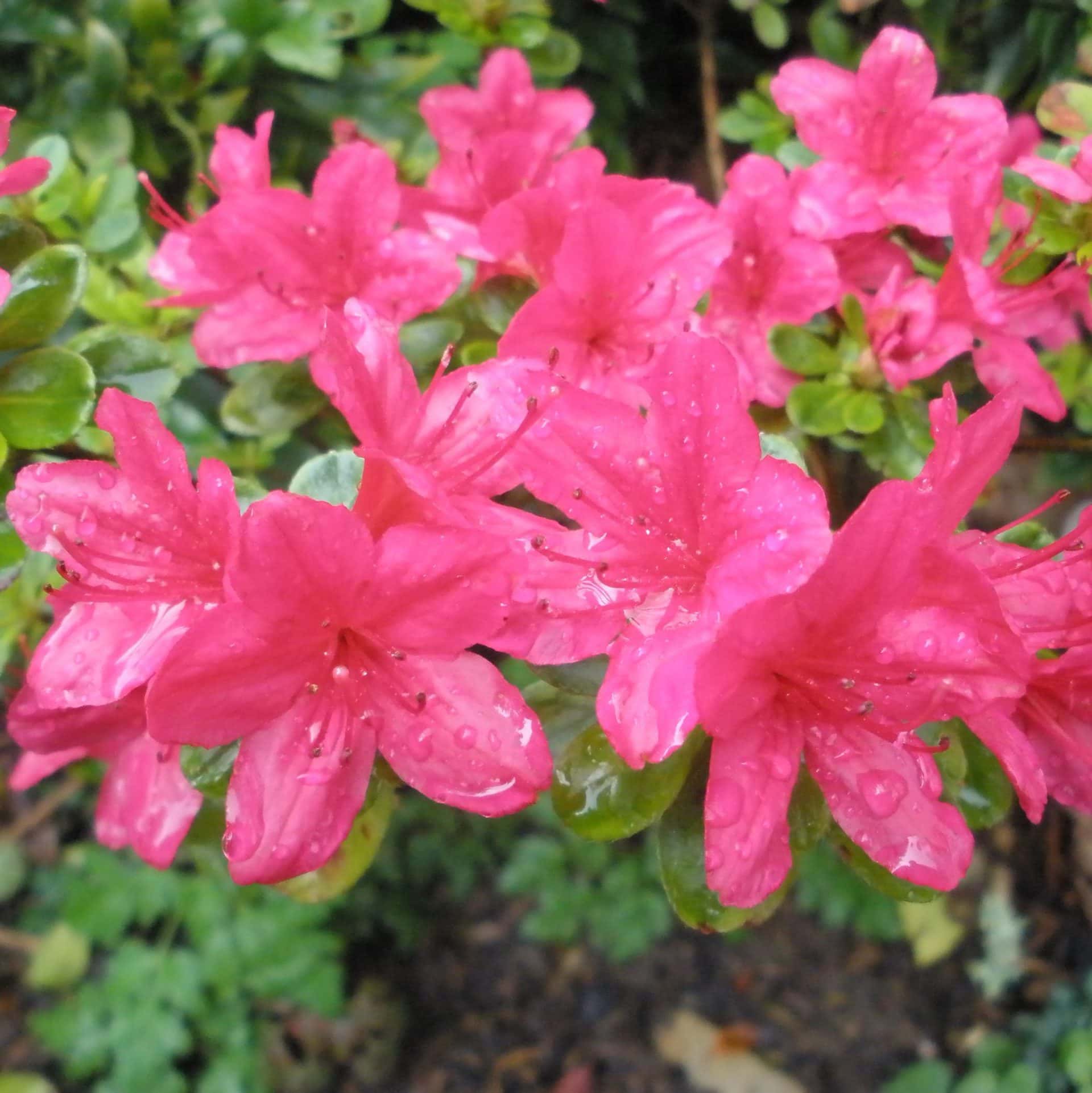 Azalea 'Hinode Giri' 8" Pot features bright pink flowers with raindrops on their petals, surrounded by green leaves and blurred background—ideal for display in an 8" pot.