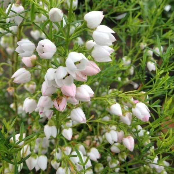 Boronia 'Ice Charlotte' 6" Pot features clusters of small white and pale pink bell-shaped flowers among slender green leaves, ideal for charming garden displays or as an indoor accent.