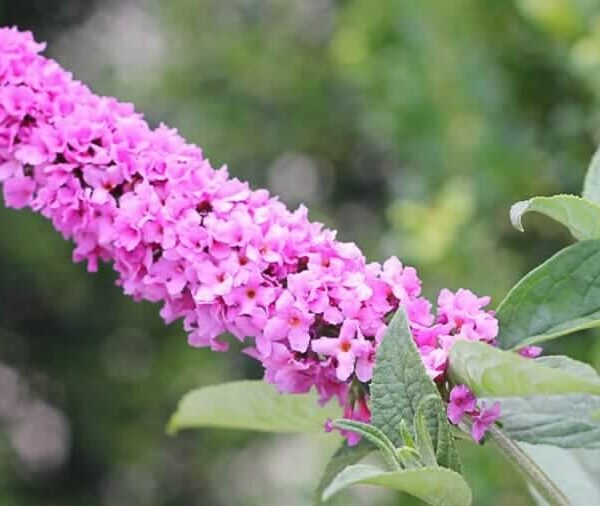 A close-up of Buddleja Lo and Behold™ 'Pink Micro Chip' in an 8" pot features clusters of delicate pink blossoms amid green leaves, set against a softly blurred natural background.