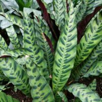 Close-up of the Calathea 'Rattlesnake' Plant in a 6" pot, featuring dense green, lance-shaped leaves with dark oval markings and wavy edges.