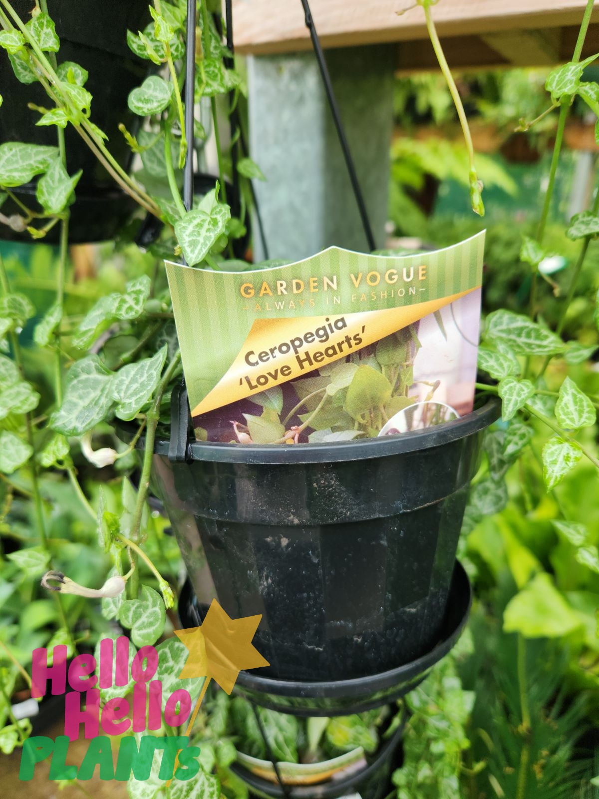 indoo rplant hanging basket Ceropegia woodii Chain of Hearts Love Hearts String of Hearts