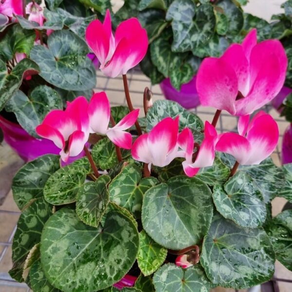 Hello Hello plants nursery melbourne victoria australia Cyclamen Pink