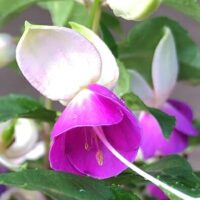 Close-up of Fuchsia Fuchsita® 'Blush Violet' in a 6" pot, highlighting its vibrant purple petals, blush violet hues, white sepals, and lush green leaves in the background.