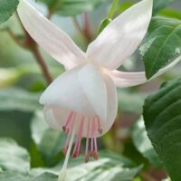 Close-up of a Fuchsia Fuchsita® 'Polar White' flower in a 6" pot, featuring pale pink stamens and green leaves.