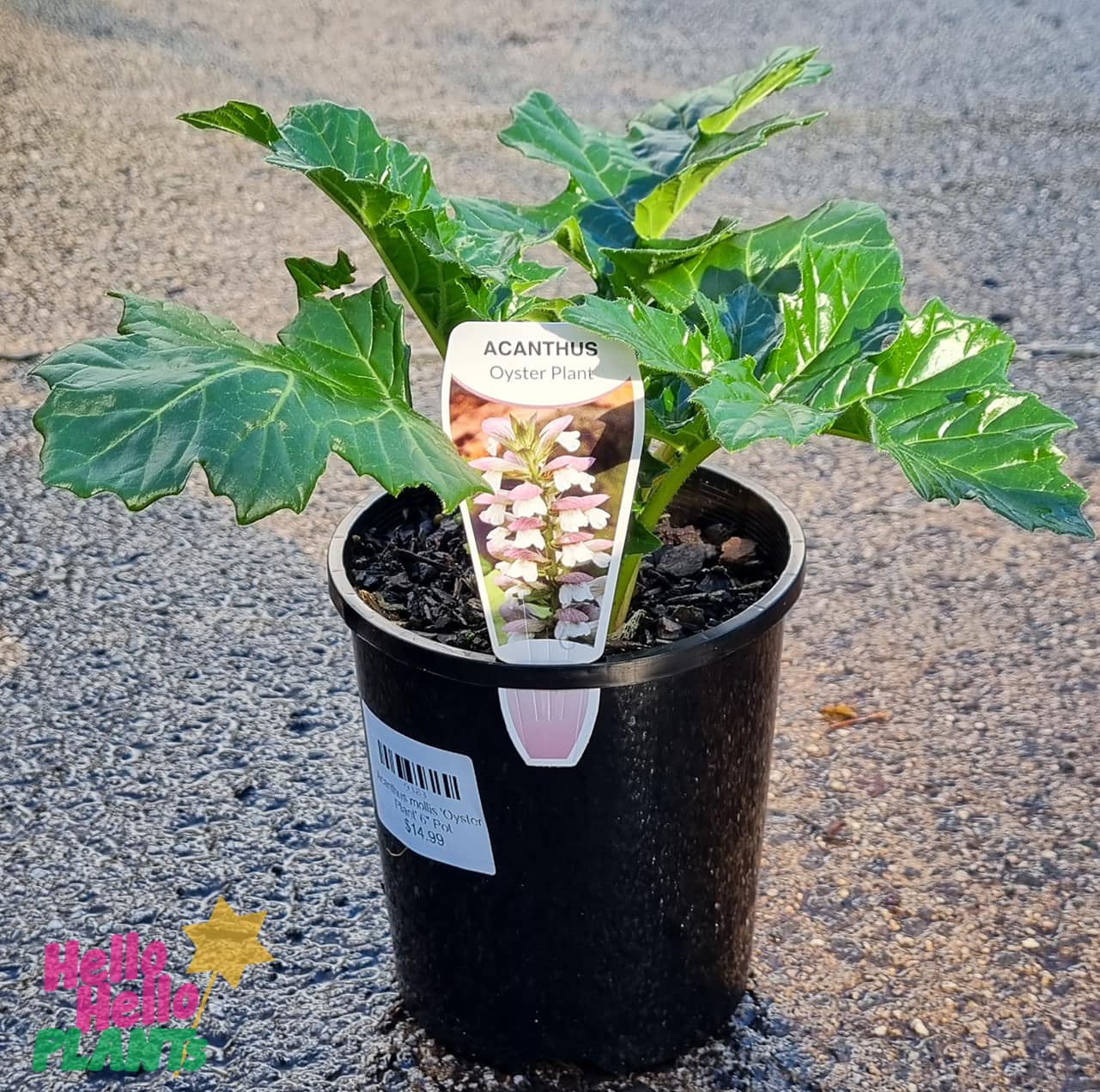 Acanthus 'Oyster Plant' 6" Pot - Image 2