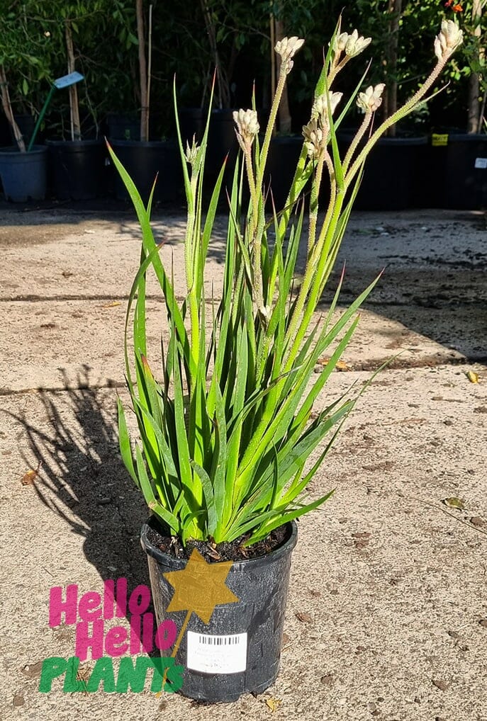 Anigozanthos 'Bush Diamond™' Kangaroo Paw 6" Pot - Image 2