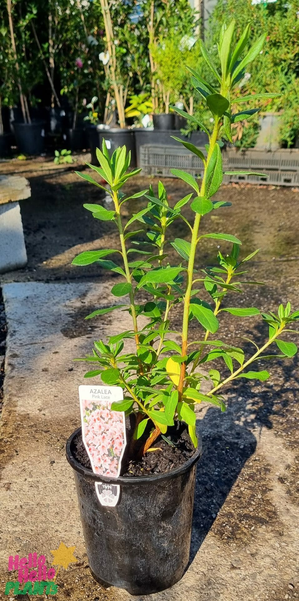 Azalea 'Pink Lace' 6" Pot - Image 2