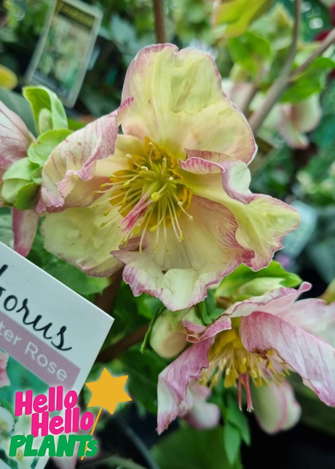 Helleborus 'Ice 'n Roses' Picotee Hellebore - Image 2