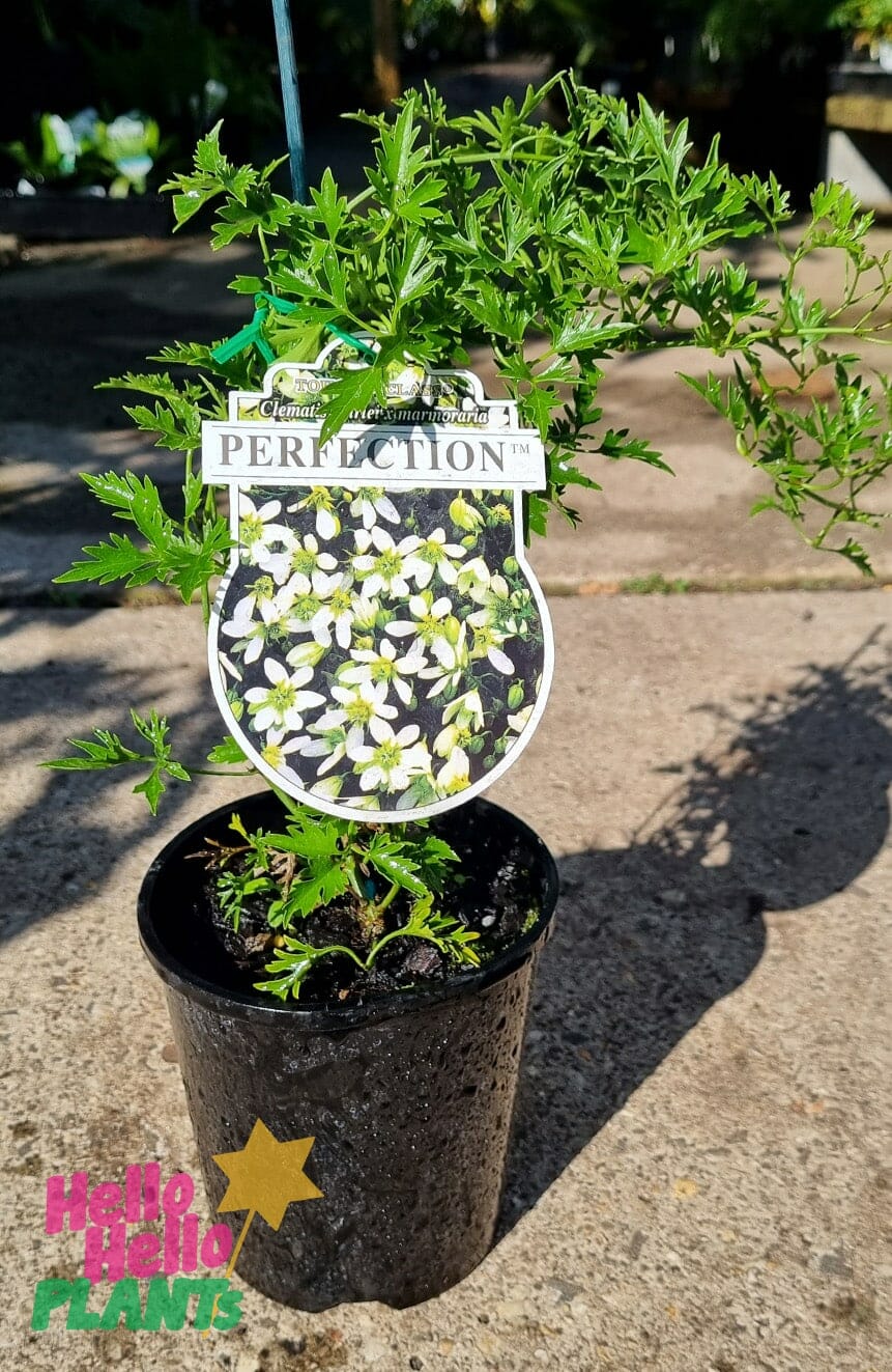 Clematis 'Perfection' 6" Pot - Image 2