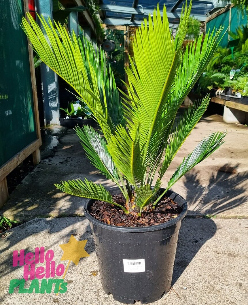 Cycad 'Sago Palm' 10" Pot - Image 2
